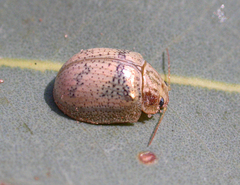 Paropsisterna