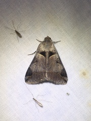 Melipotis florida