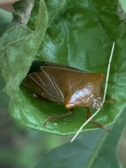 Peromatus