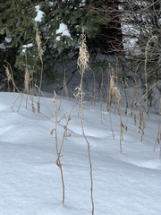 Chamaenerion angustifolium