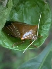 Peromatus