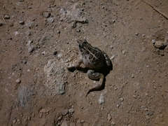 Leptodactylus luctator