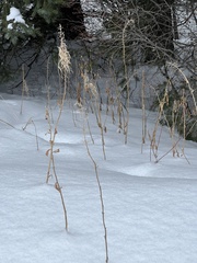Chamaenerion angustifolium