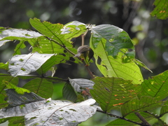 Myiothlypis chlorophrys