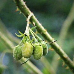 Solanum neei