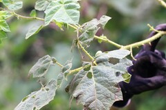 Solanum neei