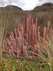 Phlegmariurus crassus