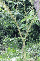 Solanum neei