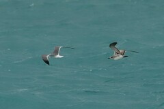 Leucophaeus atricilla