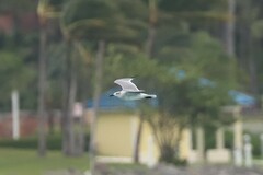 Leucophaeus atricilla