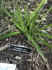 Hymenocallis tridentata