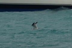 Leucophaeus atricilla