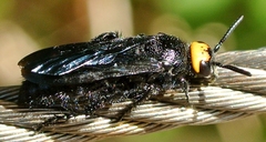 Scolia verticalis