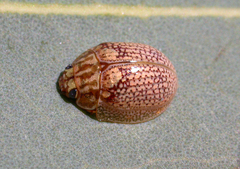 Paropsisterna