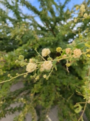 Pithecellobium dulce