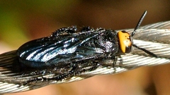 Scolia verticalis