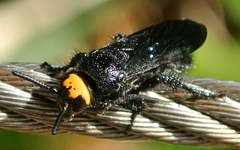 Scolia verticalis