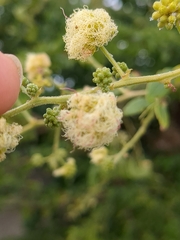 Pithecellobium dulce