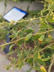 Pithecellobium dulce