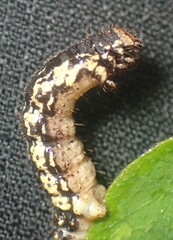 Phigalia strigataria