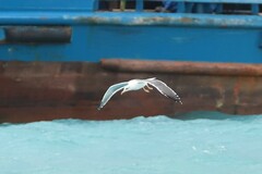 Larus fuscus