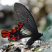 Papilio maraho - Photo (c) Peellden, algunos derechos reservados (CC BY-SA)