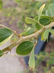 Pithecellobium dulce
