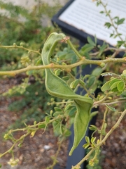 Pithecellobium dulce