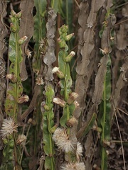 Baccharis genistelloides