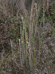Baccharis genistelloides