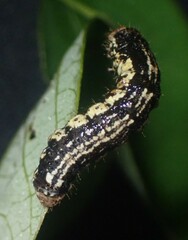 Phigalia strigataria