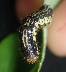 Phigalia strigataria