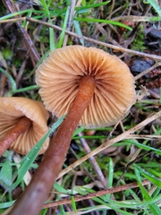 Galerina badipes