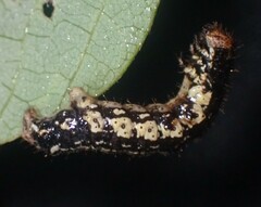 Phigalia strigataria