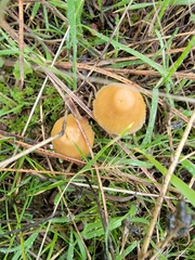 Galerina badipes