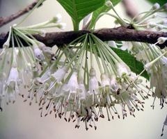 Iochroma
