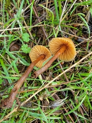 Galerina badipes