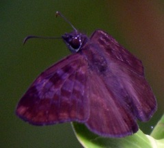 Anastrus sempiternus