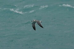 Leucophaeus atricilla