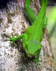 Anolis garmani