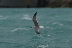 Leucophaeus atricilla