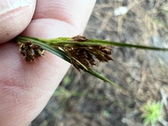 Rhynchospora fascicularis