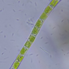 Klebsormidium