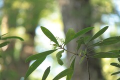 Pseudopanax crassifolius
