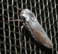Tretogonia