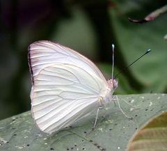 Ascia monuste eubotea