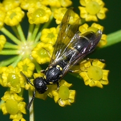 Symmorphus canadensis