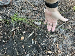 Rhynchospora fascicularis