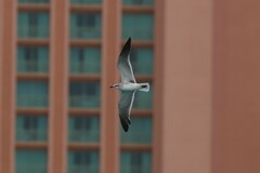 Leucophaeus atricilla