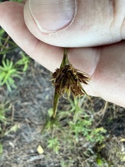 Rhynchospora ciliaris